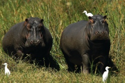 Hippos auf Futtersuche  (Bild: Best of Travel Group)